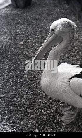 1950s, historisch, ein Pelikan, mit Kopf und langem Schnabel, England, Großbritannien. Stockfoto