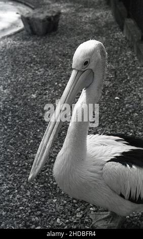 1950s, historisch, ein Pelikan, mit Kopf und langem Schnabel, England, Großbritannien. Stockfoto