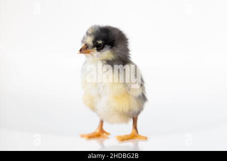 Ein Baby Küken mit einem weißen Hintergrund Stockfoto