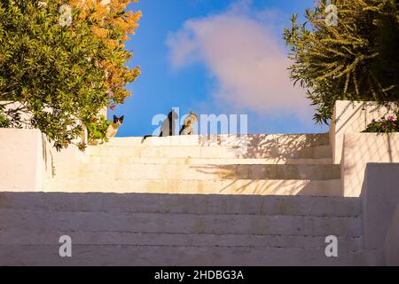 Katzen auf der Treppe an einem sonnigen bewölkten Tag. Niedriger Winkel, warm, Sommer, Natur. Stockfoto