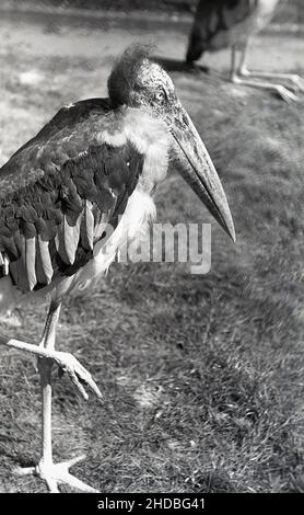 1950s, historisch, Pelikan in einem Zoo, England, Großbritannien. Stockfoto