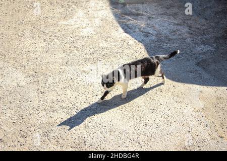 Schwarz-weiße Katze, die auf Kies läuft und einen Schatten wirft. Tierportrait, hoher Winkel, Schatten, im Freien, einsam. Stockfoto