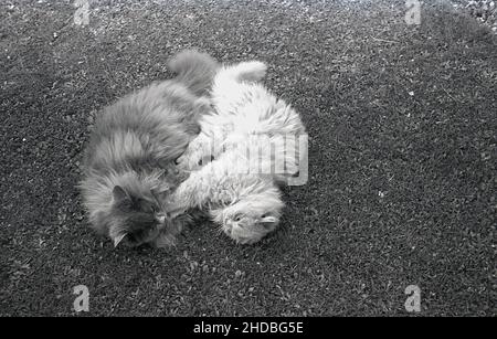 1950s, historisch, ein Blick von oben auf zwei pelzige domestizierte Katzen, die auf ihren Seiten draußen auf einem Rasen liegen und sich mit den Füßen auf den Runden gegenseitig entspannen. Stockfoto