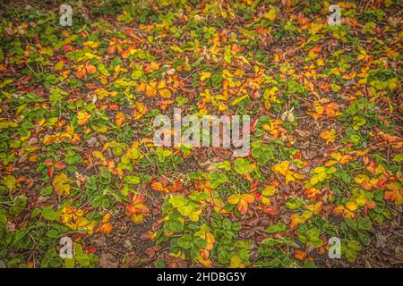 Bunt verwelkende Erdbeerblätter im Gartenbeet im Herbstgarten Stockfoto