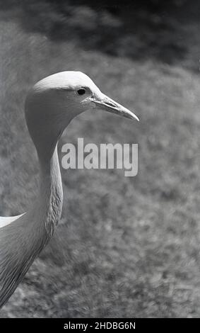 1950s, historische Nahaufnahme eines Vogelkopfes, eines Kranichs, mit dünnem Hals, gebogenem Kopf und scharfem Schnabel, England, Großbritannien. Stockfoto