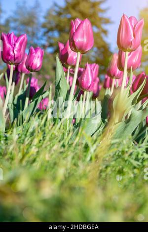 Viele Knospen aus dunkelviolett blühenden Tulpen im Garten. Blumenbeet mit rosa Tulpen im Frühling. Vertikales Foto Stockfoto