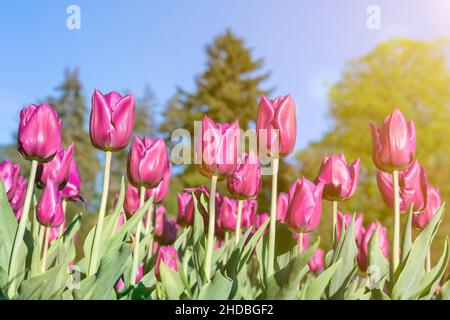 Viele Knospen aus dunkelviolett blühenden Tulpen im Garten. Blumenbeet mit rosa Tulpen im Frühjahr. Getönte Stockfoto