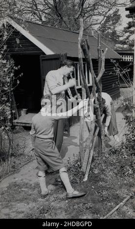 1950s, historisch, draußen in einem Bereich eines Gartens neben einem Schuppen, ein Vater, Mutter und mit ihrem kleinen Sohn in Unterstützung, die Errichtung eines rustikalen Ast Zaun, ihre Kinder haben aus gehackten Holzbaumbästen, England, Großbritannien. Stockfoto