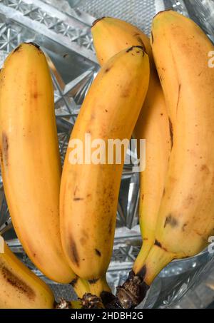 Kleine Bananen, leicht überreif. Eine Ikone des Überkaufs. Stockfoto