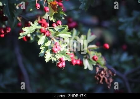 Nahaufnahme des Astes des Weißdorns, der auf dem Baum wächst Stockfoto