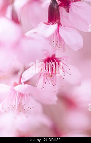 Nahaufnahme Rosa Kirschblüten Blumen Stockfoto