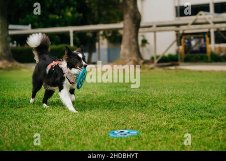 Border Collie läuft auf dem Gras eines Outdoor-Parks mit einer blauen Frisbee im Mund Stockfoto