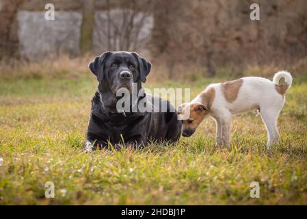 Schwarzer labrador auf einer grünen Wiese kaut einen Stock und versucht, ihn mit seiner Pfote zu halten. Nahaufnahme des im Gras liegenden labradors. Foto aufgenommen Stockfoto