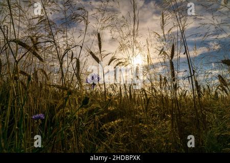 Romantische Aufnahme einer Kornblume in einem Kornfeld bei Sonnenuntergang. Verträumte Bilder Stockfoto