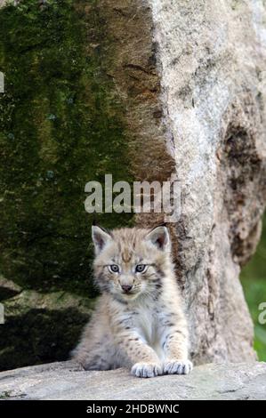 Europaeischer Luchs, Jungtier, Tierkinder, (Lynx Luchs), Stockfoto