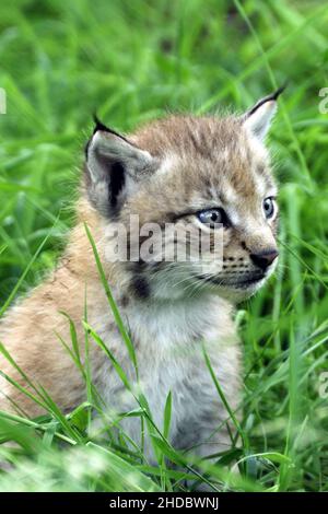 Europaeischer Luchs, Jungtier, Tierkinder, (Lynx Luchs), Stockfoto