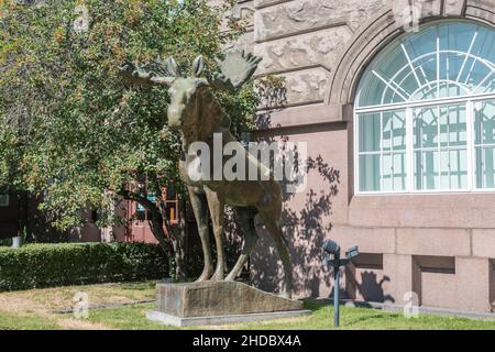 Helsinki, Finnland - 5. August 2021: Elchstatue am Eingang des Finnischen Museums für Naturkunde. Stockfoto