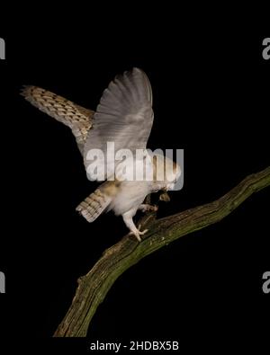 Britische Western Barn Owl auf einem toten Baum mit einer Maus Stockfoto