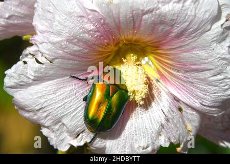 Europäische Blume Käfer, Protaetia cuprea Stockfoto