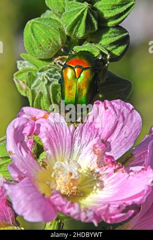 Europäische Blume Käfer, Protaetia cuprea Stockfoto