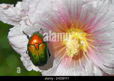 Europäische Blume Käfer, Protaetia cuprea Stockfoto