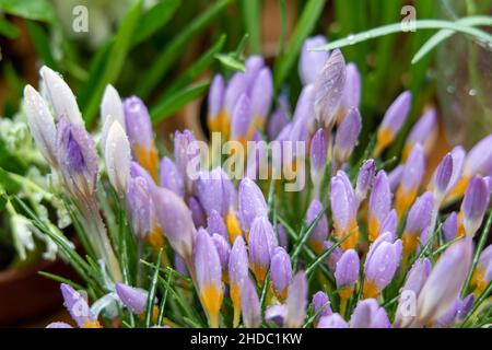 Crocus Fire Fly blüht im Frühling im Garten Stockfoto