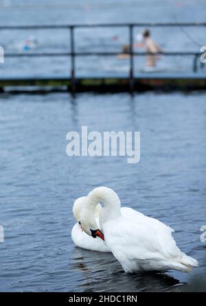 Ein Schwan wird am Weihnachtstag in London gesehen, als Schwimmer ein morgendliches Bad im Serpentine, Hyde Park, probieren. Stockfoto