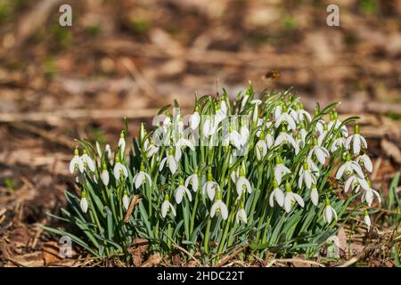 Galanthus oder Schneeglöckchen ist eine kleine glockenförmige Winterblume, die oft im Schnee wächst Stockfoto