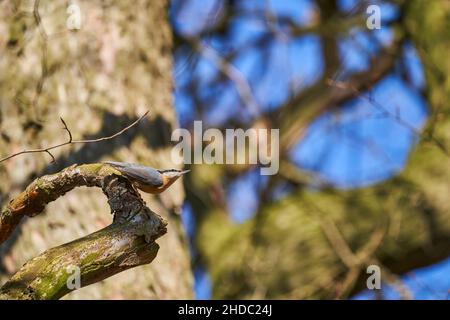 Der eurasische Nuthatch oder Holznuthatch, Sitta europae, ist ein kleiner Singvögel Kurzschwanzvögel mit einem langen Schnabel, blaugrauen Oberteilen und einem schwarzen Stockfoto