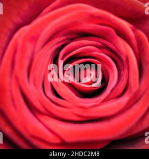 Rote Strauchrose (Rosa), Nahaufnahme Stockfoto