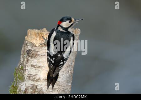 Buntspecht (Dendrocopos major) Männchen, am Stamm einer Birke (Betula), Rückenansicht, Rothaarsteig, Nordrhein-Westfalen, Deutschland Stockfoto