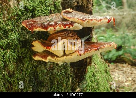 Beefsteak-Pilz (Fistulina hepatica), Leberpilz, Ochsenzunge, der Baumpilz wächst am Stamm einer Eiche, Nordrhein-Westfalen, Deutschland Stockfoto