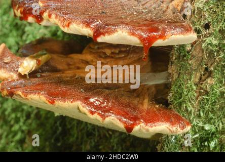 Beefsteak-Pilz (Fistulina hepatica), Leberpilz, Ochsenzunge, der Baumpilz wächst am Stamm einer Eiche, Nordrhein-Westfalen, Deutschland Stockfoto