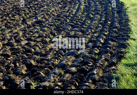 Bebaut, frisch gepflügt Feld im Frühjahr, Landwirtschaft, bestellt, frisch furniert Feld im Frühjahr, Landwirtschaft Stockfoto