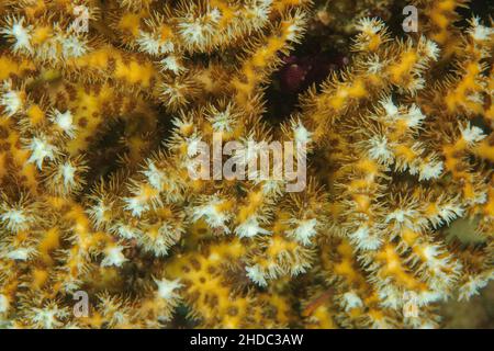 Nahaufnahme von ausgestreckten Polypen kleiner polypsteiniger Korallen (Acropora eurystoma), Pazifischer Ozean, Yap Island, Mikronesien Stockfoto