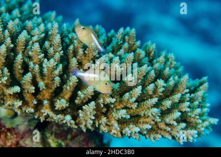 Ein Paar Bogenaugen-Falkenfische (Paracirrhites arcatus), die auf Staghorn-Korallen, kleinen Polypen-Steinkorallen (Acropora), Pazifischer Ozean, Yap Island, Mikronesien sitzen Stockfoto