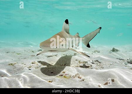 Der junge Schwarzspitzenriffhai (Carcharhinus melanopterus) schwimmt über Sand in einer flachen Lagune vor den Malediven, dem Indischen Ozean, Embudu und Südmännchen Stockfoto