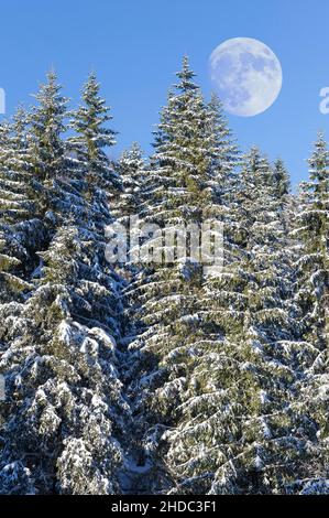 Mond über europäischen Silbertannen (Abies alba) mit Frost und Schnee, Schauinsland, Schwarzwald, Baden-Württemberg, Deutschland Stockfoto