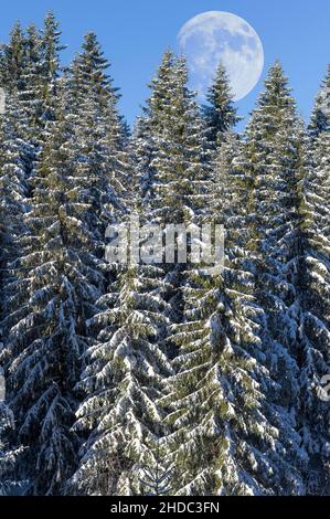 Mond über europäischen Silbertannen (Abies alba) mit Frost und Schnee, Schauinsland, Schwarzwald, Baden-Württemberg, Deutschland Stockfoto