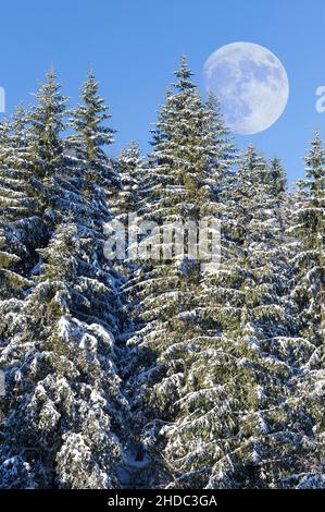 Mond über europäischen Silbertannen (Abies alba) mit Frost und Schnee, Schauinsland, Schwarzwald, Baden-Württemberg, Deutschland Stockfoto