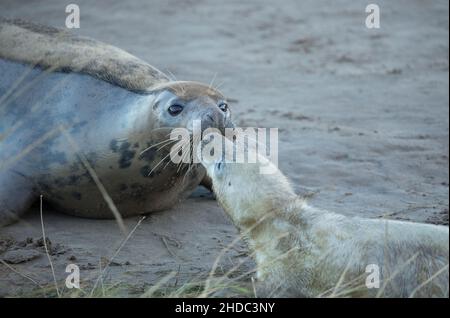 Seal and Pup, Donna NOOK, Lincolnshire Stockfoto