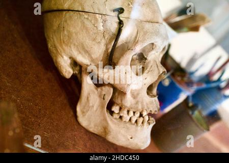 Menschlicher Schädel im Jackson Pollack und Lee Krasner Heim- und Studienzentrum in East Hampton Stockfoto