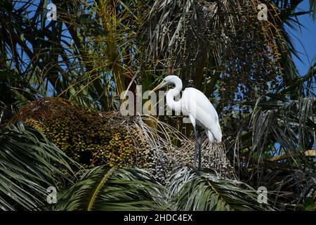 Toller Reiher (Ardea alba) im Lago de Regatas öffentlichen Park, Buenos Aires Stockfoto