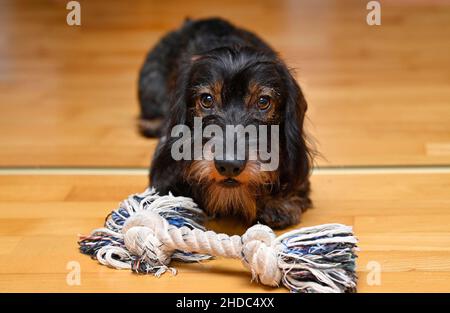 Drahtdachshund (Canis lupus familiaris) Welpe, männlich, 9 Monate, mit Spielzeug auf Parkettboden, Baden-Württemberg, Deutschland Stockfoto