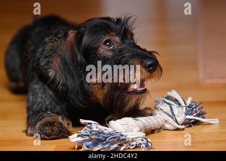 Drahtdachshund (Canis lupus familiaris) Welpe, männlich, 9 Monate, mit Spielzeug auf Parkettboden, Baden-Württemberg, Deutschland Stockfoto