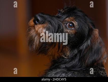 Drahtdachshund (Canis lupus familiaris) Welpe, männlich, 9 Monate, Tierportrait, Baden-Württemberg, Deutschland Stockfoto