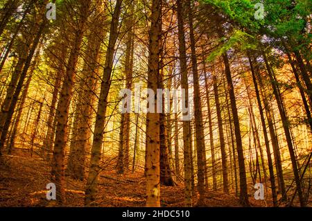 Sonnenuntergang im tiefen wilden Wald. Sonnenstrahlen des Waldes bei Sonnenuntergang. Sonnenuntergang im Wald. Sonnenstrahlen Sonnenuntergang im Wald Stockfoto