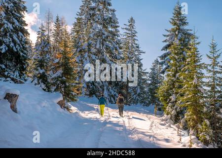 Zwei Frauen wandern auf einem Waldweg im Schnee zur Kotalm, Achenkirch, Tirol, Österreich, Europa Stockfoto