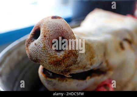 Nahaufnahme Schweine Nase. Gehackter Schweinekopf in Aluminiumplatte. Schweinefleisch Konzept Nahaufnahme. Schweinekopf abgehackt. Keine Personen. Farmer-Konzept. Tiermissbrauch. P Stockfoto