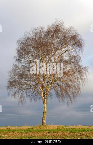 Birke (Betula), einsamer Baum im Herbst, dramatischer Wolkenhimmel, Nordrhein-Westfalen, Deutschland Stockfoto